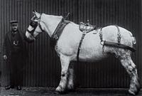 A City Brewery dray horse.