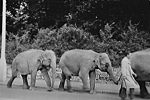 Elephants in Topsham Road.