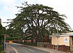 The Exwick Yew