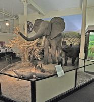 RAMM elephant