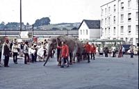 Elephants from Roberts Bros., Circus