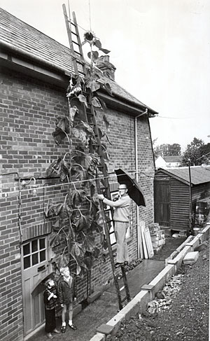 Giant sunflower