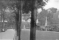 Trees lining the park