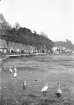 Swans on the ice