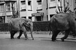 Elephants in Topsham Road.