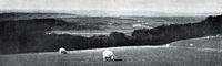 Sheep graze Exeter golf links, Pennsylvania.