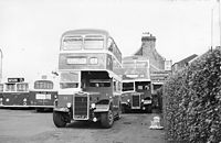 Buses parked in the lower bus park.