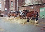 The horses take a break